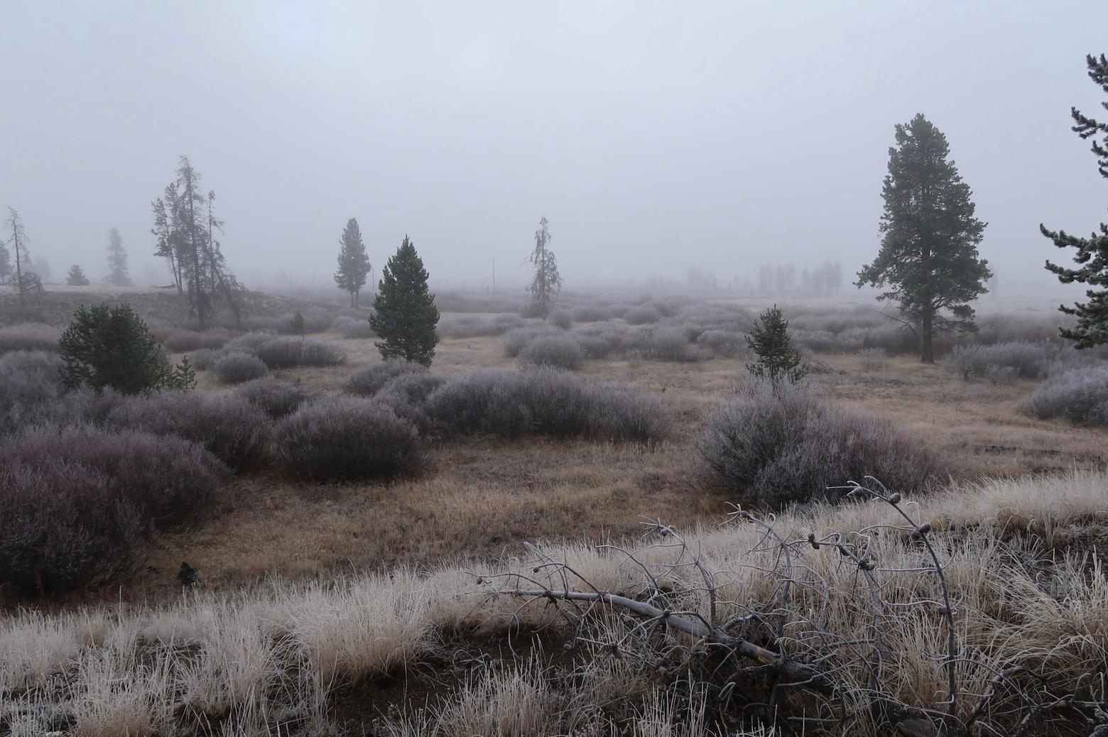 "How Halloween, I thought. The Blair Witch quality was obvious." Low morning visibility along Cougar Creek in Yellowstone National Park. 