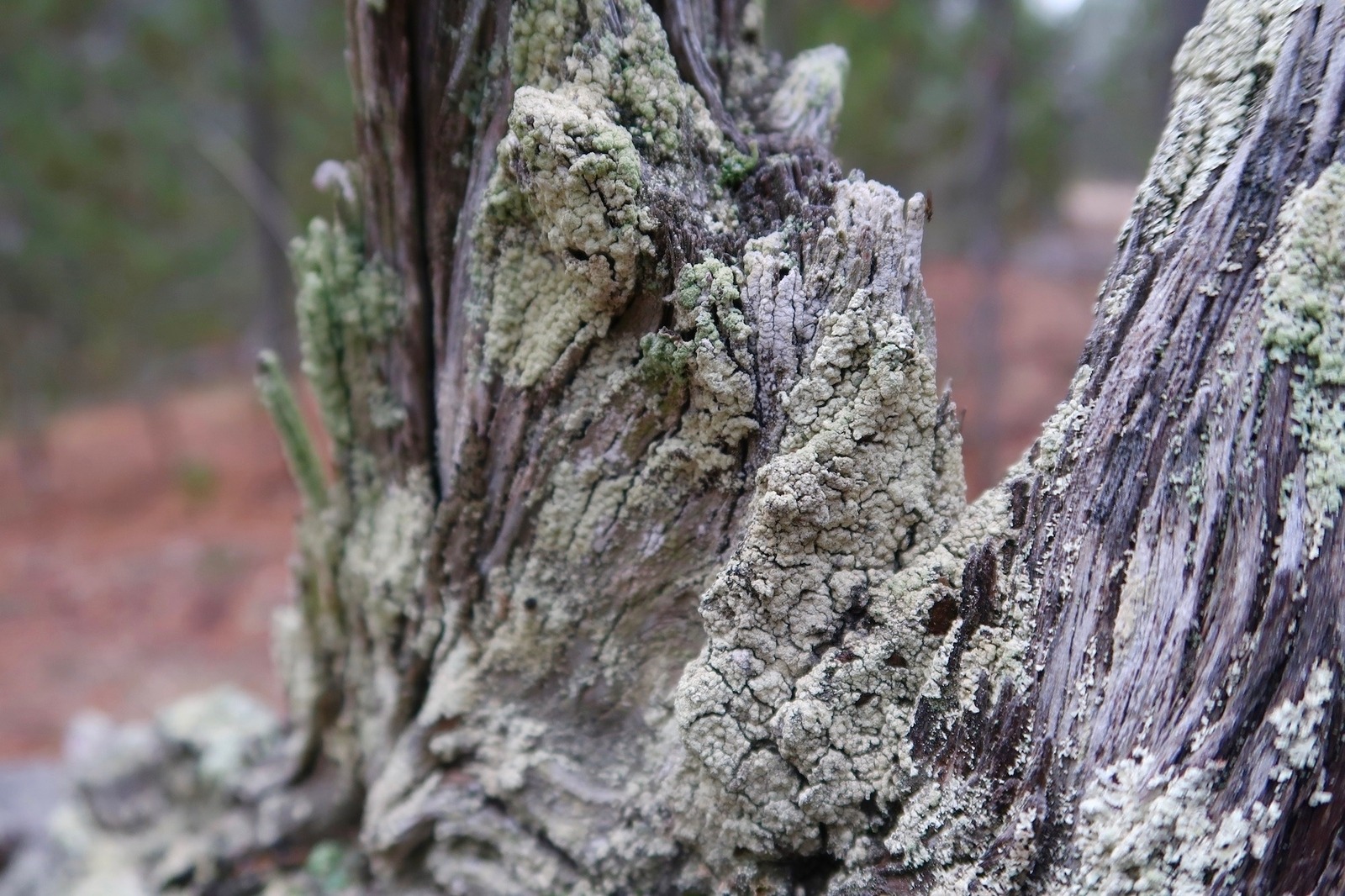 Lichen on a rotting log, Lepraria species.