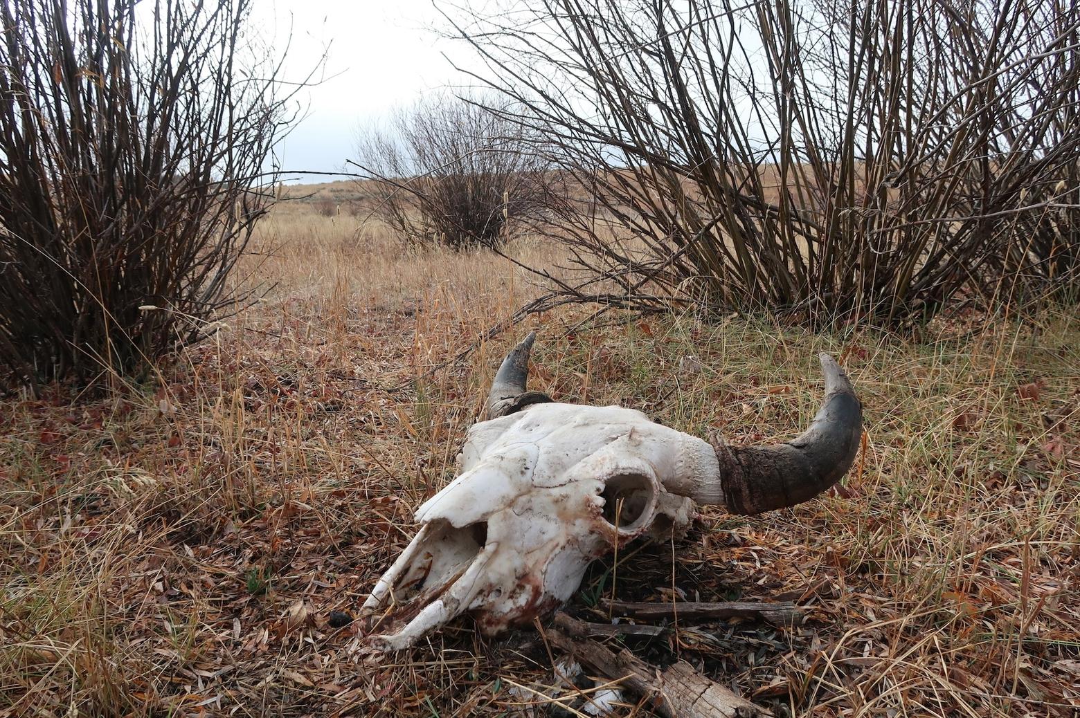 This bison succumbed to difficult foraging conditions in March 2023. Snow depth in West Yellowstone was about twice the average for that time of year.