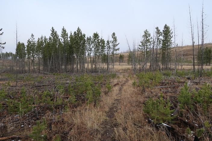 A section of the Gneiss Creek Trail showing two different age groups of regenerating lodgepole pine. The entire patch burned in the 1988 North Fork fire, and the foreground burned again in the 2016 Maple Fire.