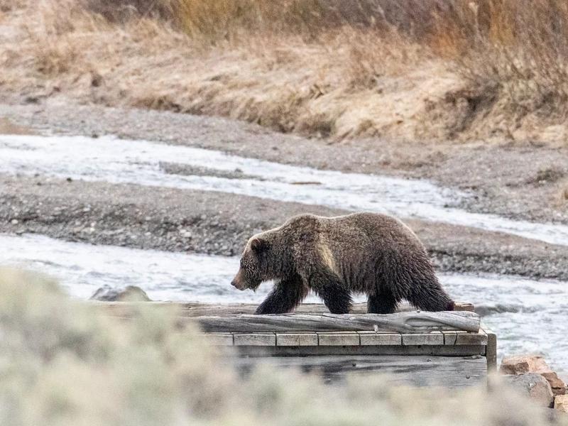 Grizzlies in Greater Yellowstone are feeling the squeeze from human activity, including development and livestock grazing allotments