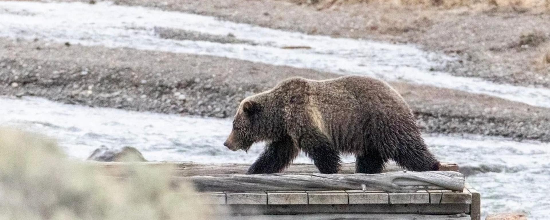 Grizzlies in Greater Yellowstone are feeling the squeeze from human activity, including development and livestock grazing allotments