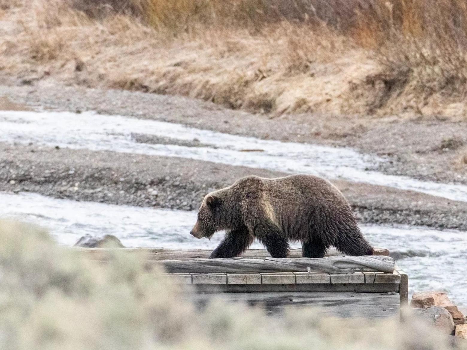 Plaintiffs are claiming the U.S. Forest Service didn’t follow the National Environmental Policy Act, known as NEPA, and should have conducted a more in-depth environmental impact statement to account for grizzly bears. Photo by Jim Peaco/NPS