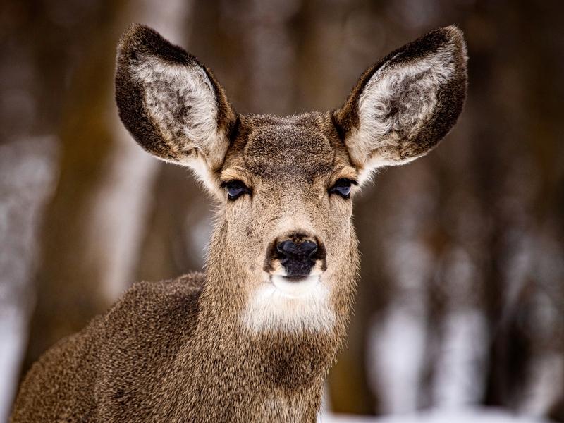 CWD is a highly contagious neurological disease affecting the deer family, including mule deer, white-tailed deer, elk and moose