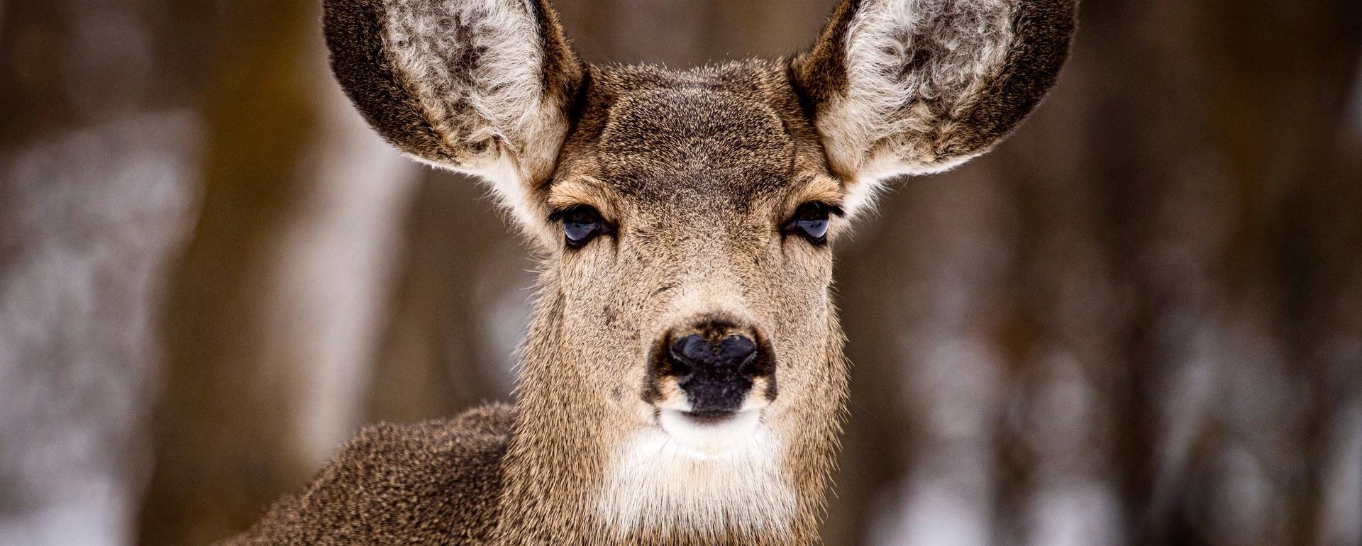 CWD is a highly contagious neurological disease affecting the deer family, including mule deer, white-tailed deer, elk and moose