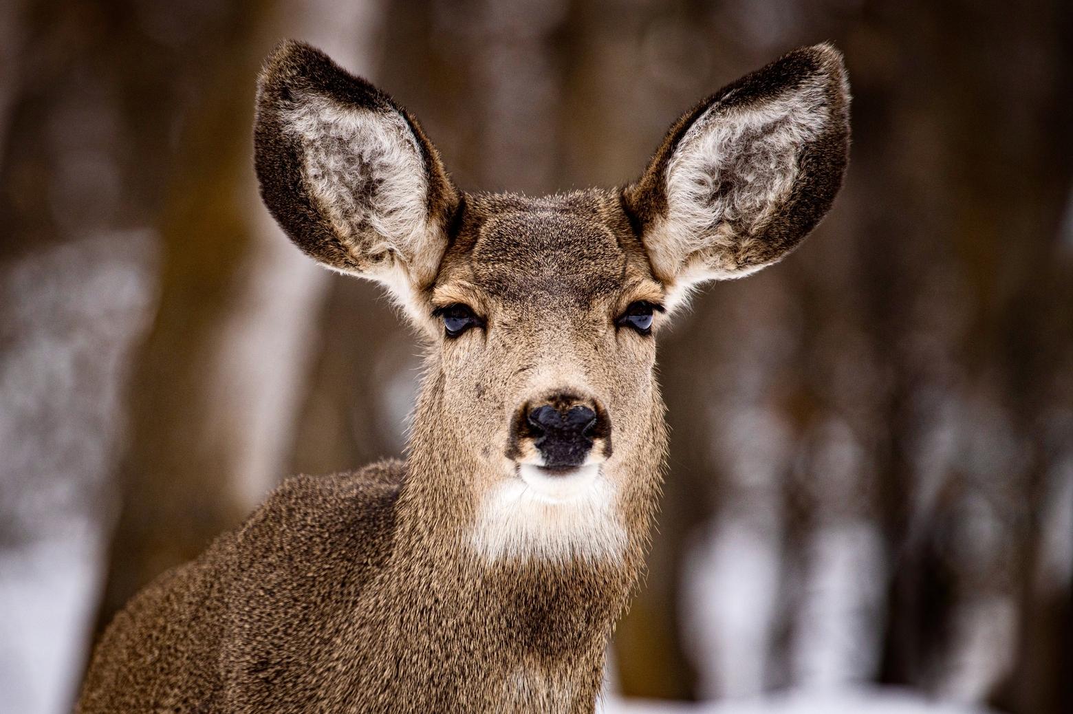 Mule deer along with white-tailed deer, elk and other cervids can carry chronic wasting disease. CWD is highly contagious neurological disease and always fatal. Photo courtesy Morgan Jacobsen/FWP