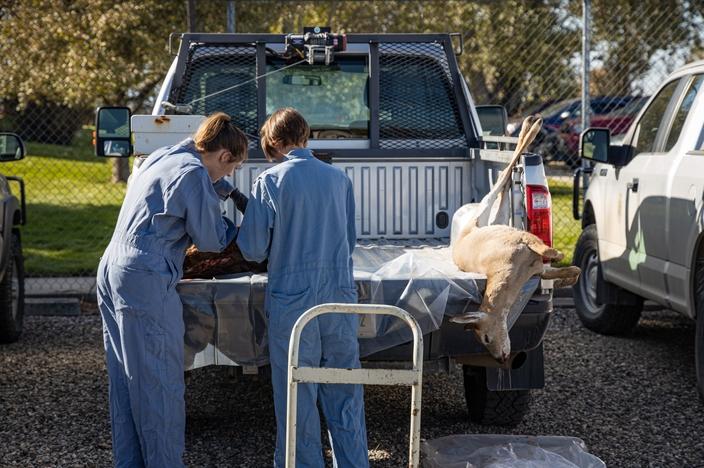 CWD technicians with FWP take a sample from a white-tailed deer for CWD testing in Bozeman. Photo courtesy Morgan Jacobsen/FWP