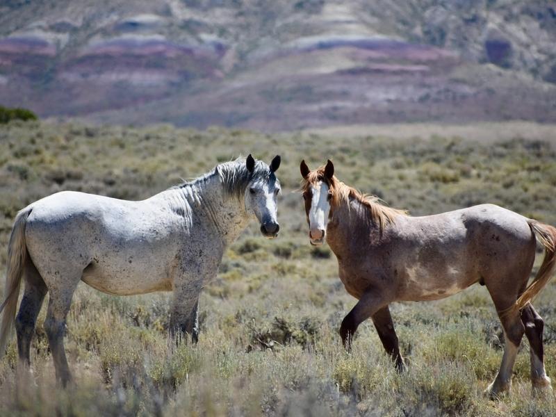 Roaming free. Two horses from the Adobe Town HMA in south-central Wyoming