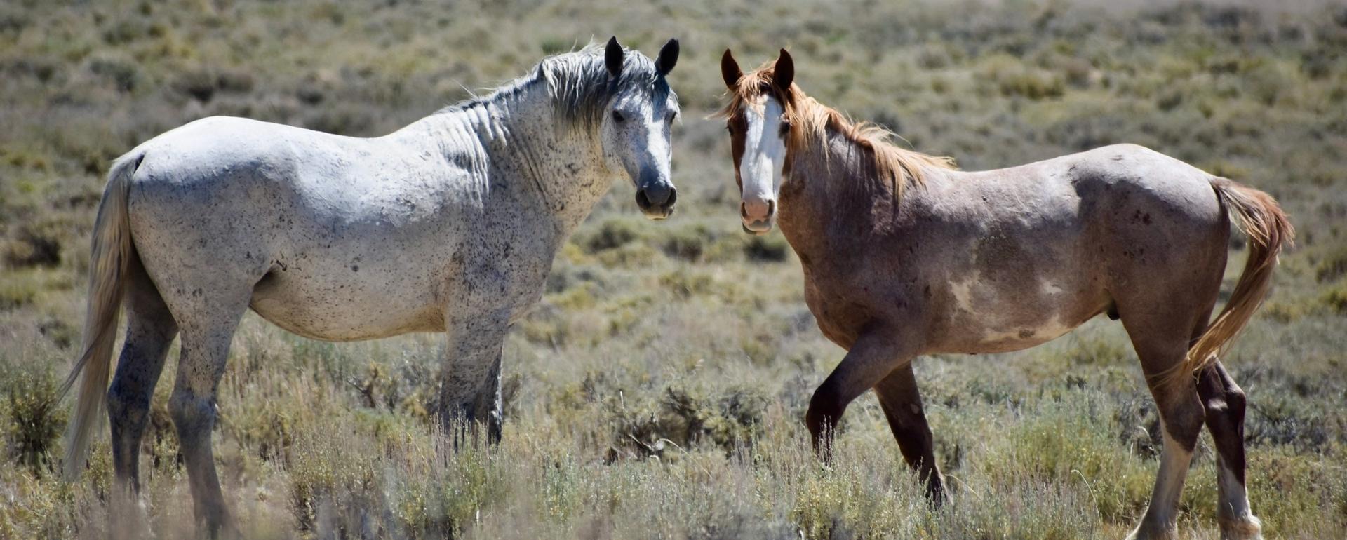 Roaming free. Two horses from the Adobe Town HMA in south-central Wyoming