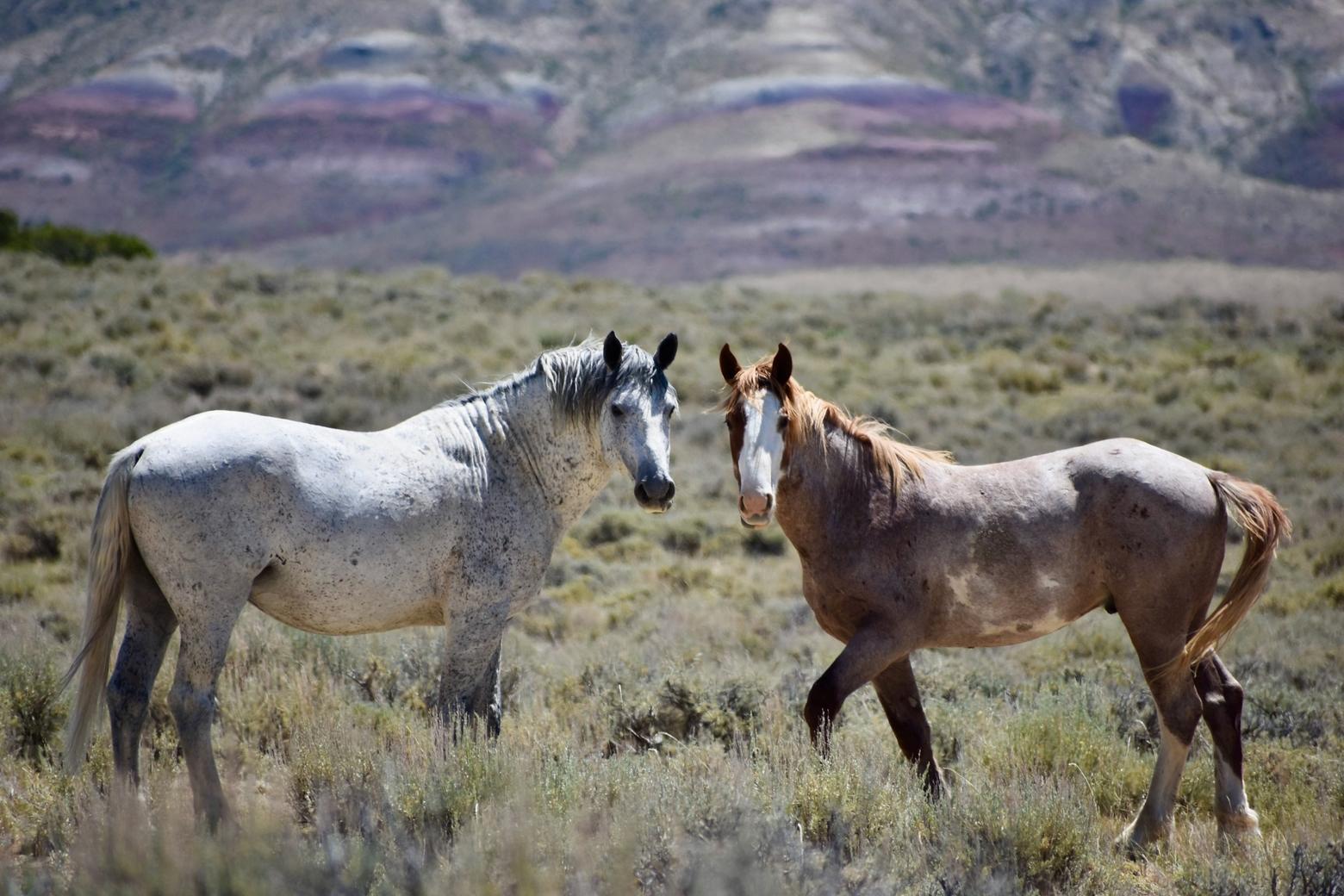 Free-roaming horses across America's West have made for some highly contentious disagreements. In Wyoming, a recent study indicates that an overpopulation of horses is causing harm to greater sage-grouse in the Cowboy State. Here, horses from the Adobe Town herd management area in south-central Wyoming gaze toward the lens. Photo by Jacob Hennig