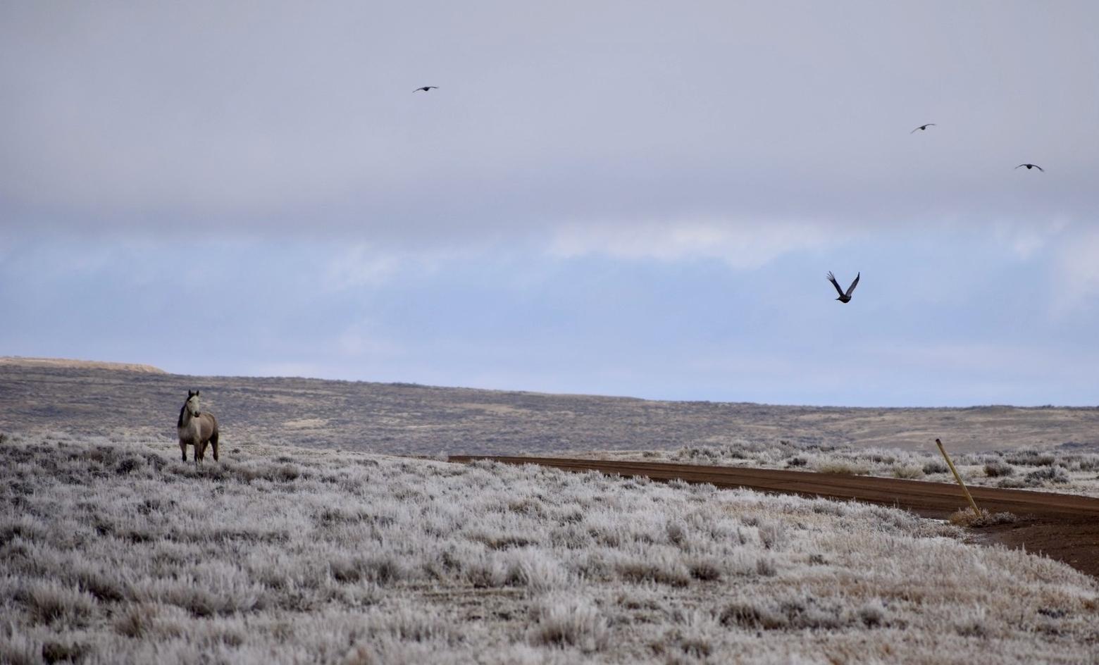 A free-roaming horse takes in a covey of sage-grouse on the Adobe Town HMA. Photo by Jacob Hennig