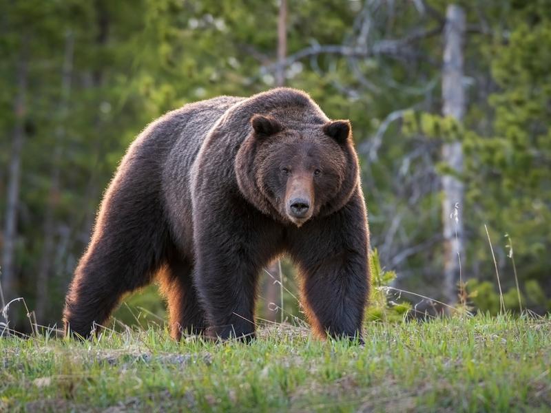 Approximately 1,000 grizzly bears live in the Greater Yellowstone and Northern Continental Divide ecosystems, respectively