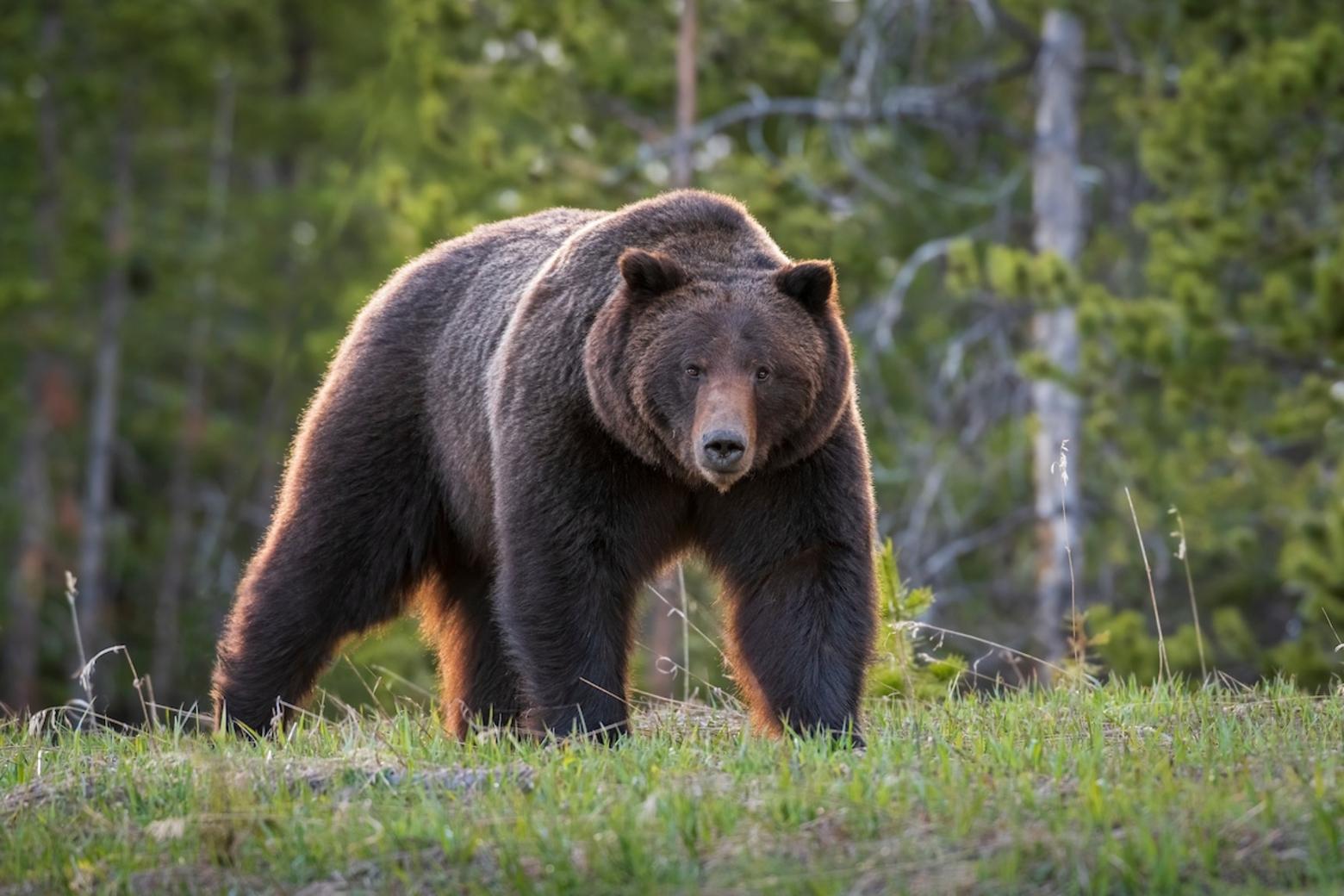 Wildlife Services, an agency within the U.S. Department of Agriculture, has been responsible for managing certain wildlife populations since the turn of the 20th century. It has faced numerous lawsuits over the years for its management practices. Photo by Charlie Lansche/LastChanceGallery.com