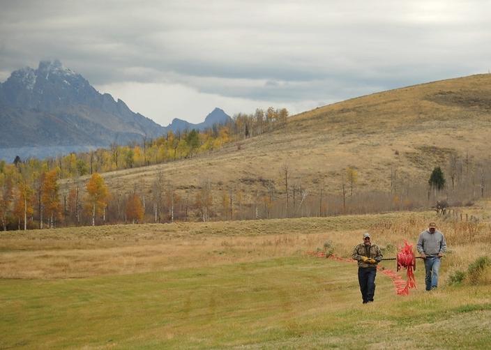 Dave Fowler and Craig Acres with USDA's Wildlife Services, unspool turbo fladry for installation on Walton Ranch in Jackson Hole, Wyoming, in 2016. Fladry is one of the nonlethal tools that Wildlife Services employees use to prevent livestock depredation. Photo by Pamela Manns/USDA