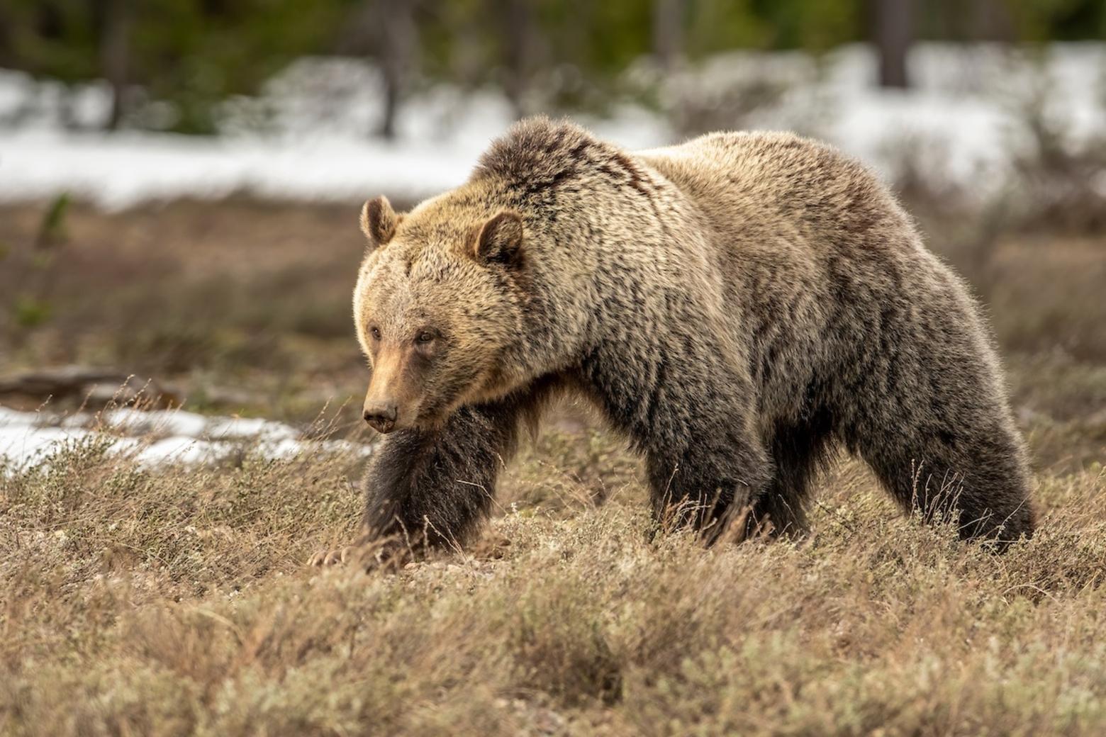 A 4-year-old female grizzly, the daughter of Blondie, passes through a clearing in Wyoming's Teton Range. Photo by Charlie Lansche/LastChanceGallery.com