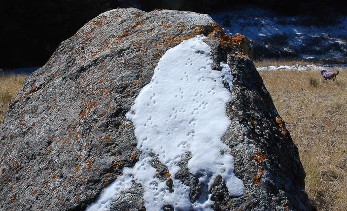 Traipsing up and down the snow-covered, lichen-covered rock, this vole focused on the task at hand. Photo by Susan Marsh