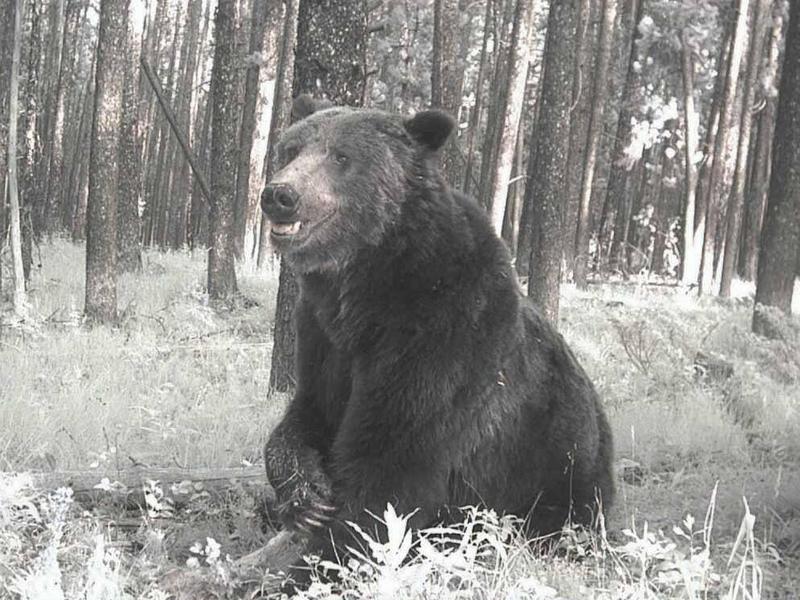 Wildlife agencies often use remote cameras to gauge grizzly bear locations