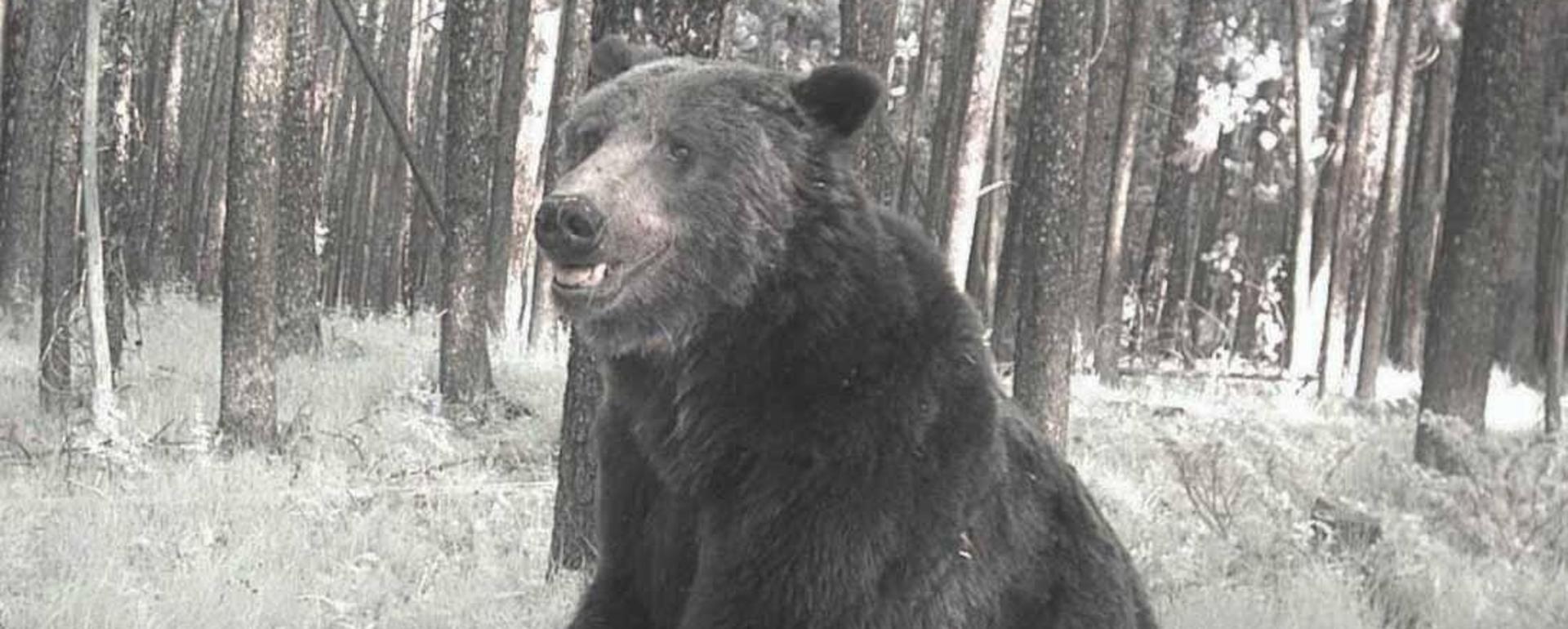 Wildlife agencies often use remote cameras to gauge grizzly bear locations