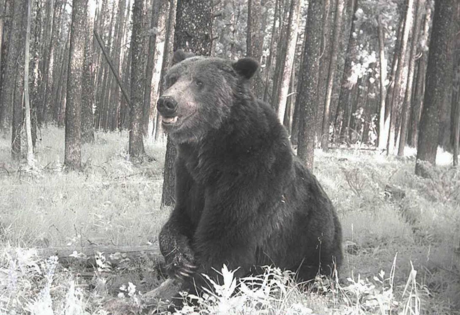 Biologists with the Interagency Grizzly Bear Study Team often use remote cameras to see if grizzly bears are in specific areas. Photo courtesy Frank van Manen/USGS