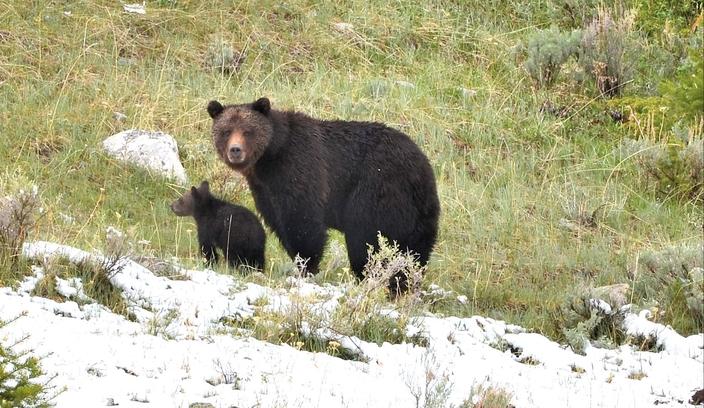 A female grizzly with a cub. Adult females are considered the most important segment of the grizzly population and consequently are a major focus of IGBST's monitoring program. Photo by John Way