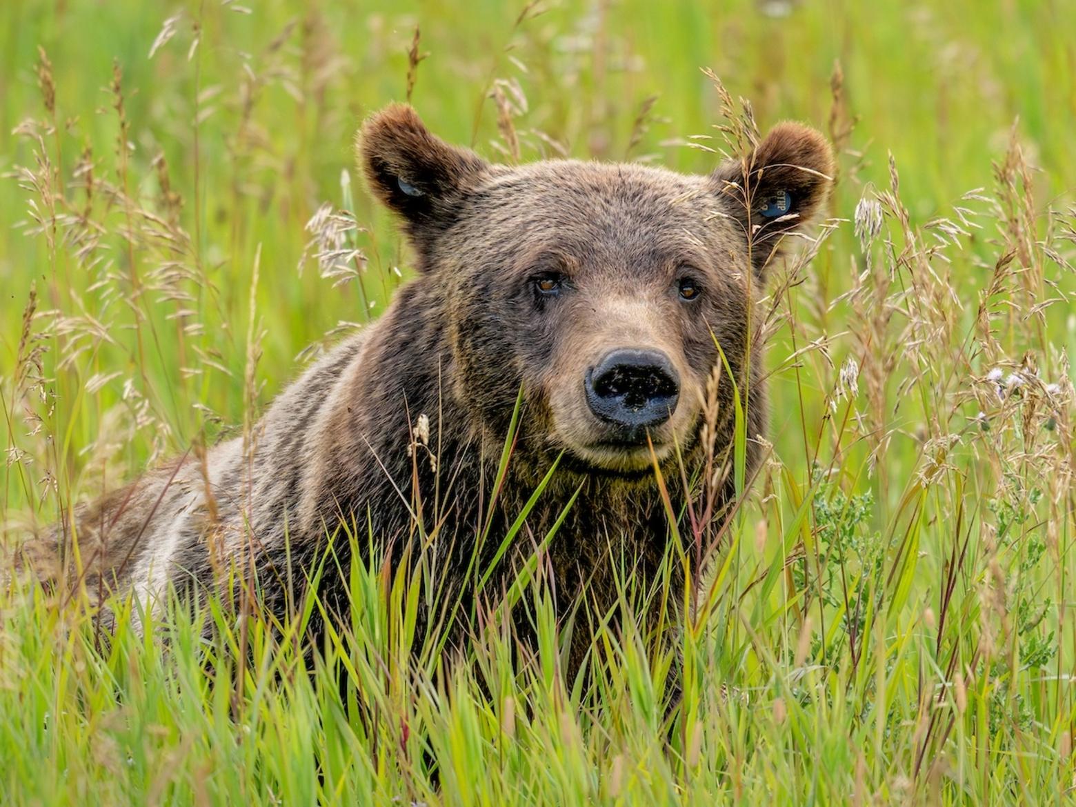 Bear 399, the most famous grizzly in the world, was struck and killed by a vehicle south of Jackson, Wyoming, in October. She was 28 years old. Photo by Charlie Lansche