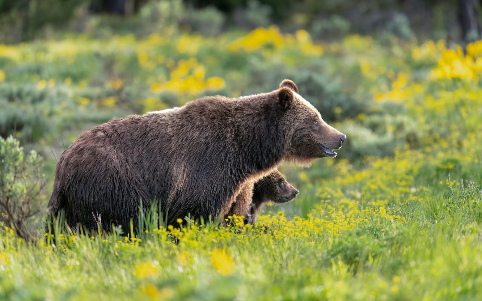 Grizzly Bear 399 and her cub Spirit in 2023. Photo by Charlie Lansche