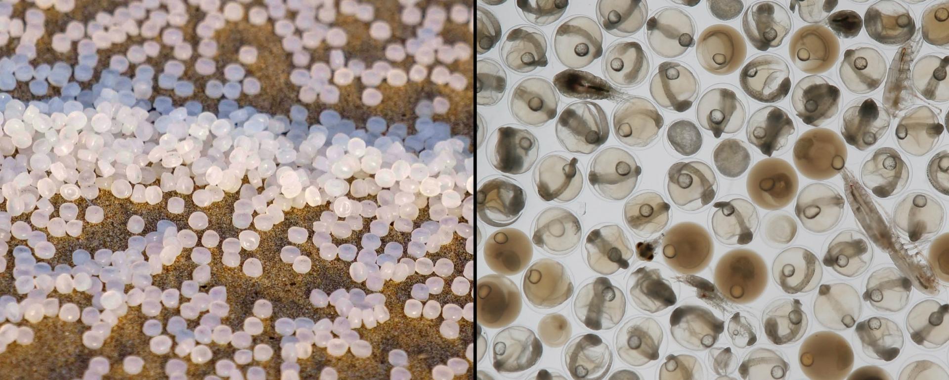 Plastic pellets and fish eggs resemble each other and the pellets can negatively impact fish and other wildlife