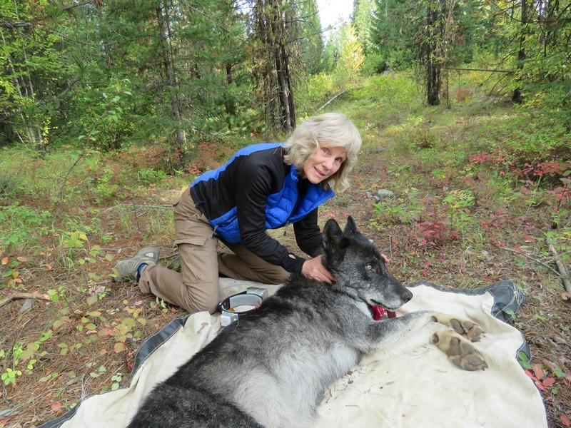 Diane Boyd with an adult male wolf. The biologist spent four decades studying and advocating for wolves