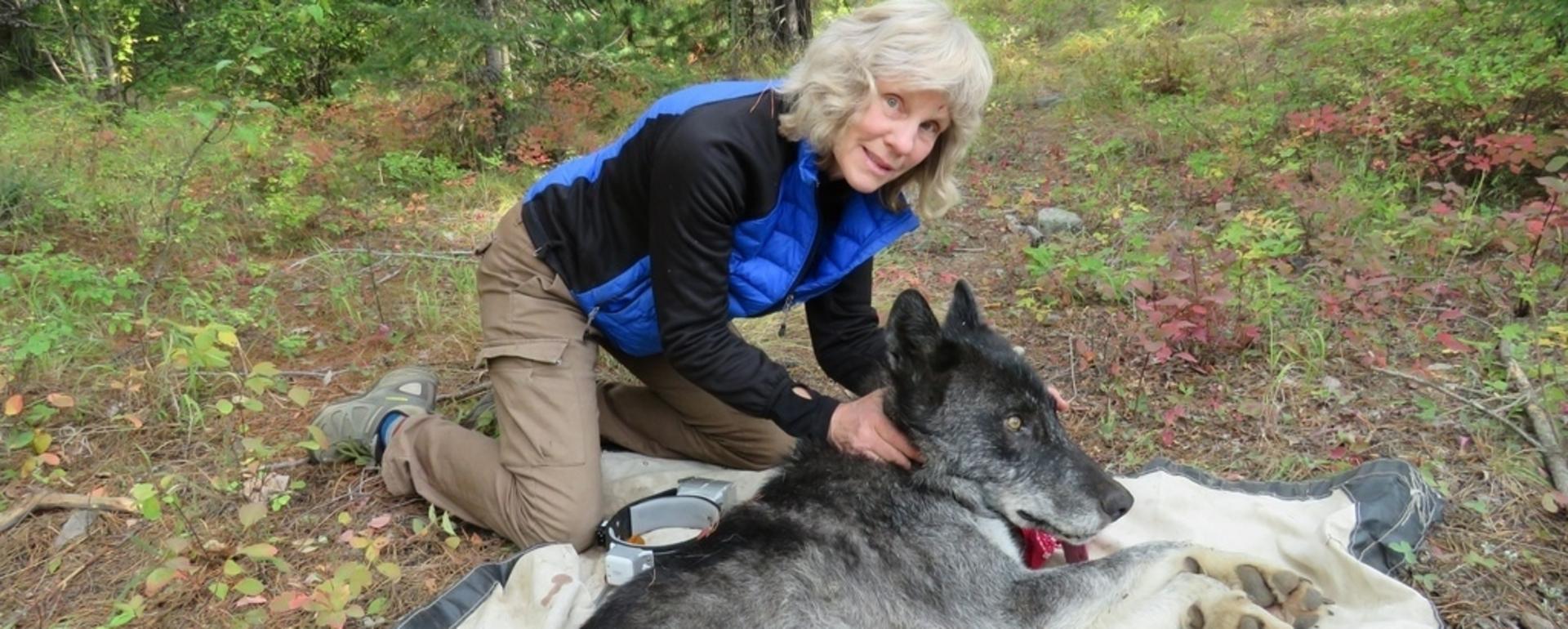 Diane Boyd with an adult male wolf. The biologist spent four decades studying and advocating for wolves