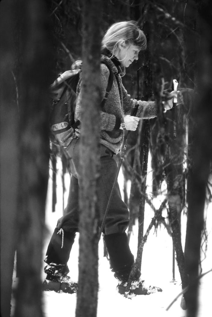 The author on a reconnaissance mission skiing through a stand of lodgepole pine. Photo by Paula A. White