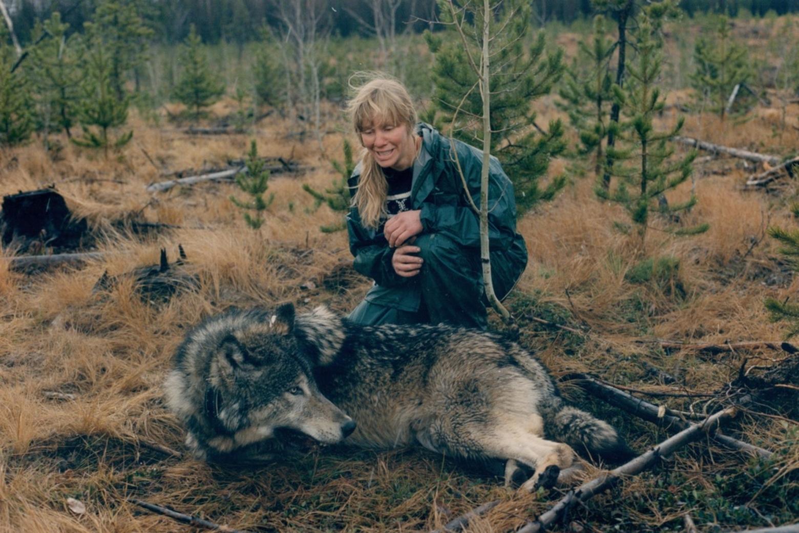 Boyd with a tranquilized Sage, which she captured to fit him with a new radio collar. Photo by Pam Broussard