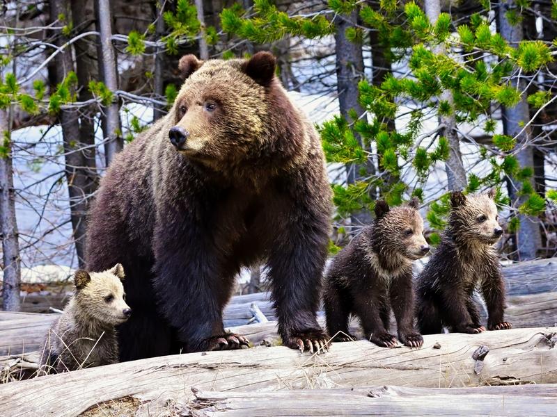 The Fish and Wildlife Service is expected to decide about delisting grizzly bears next month by Jan. 20