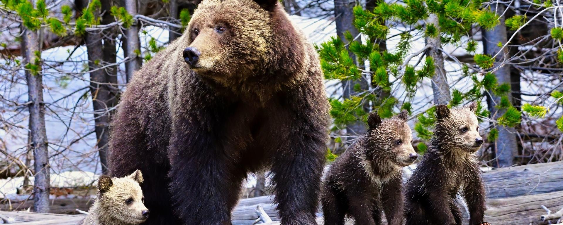 The Fish and Wildlife Service is expected to decide about delisting grizzly bears next month by Jan. 20