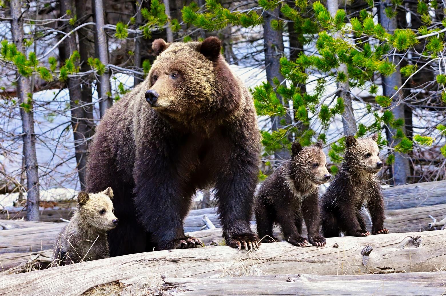 Grizzly 815 aka Obsidian photographed in May of 2019 near Obsidian Cliffs, Yellowstone National Park. Photo by Walt Ackerman