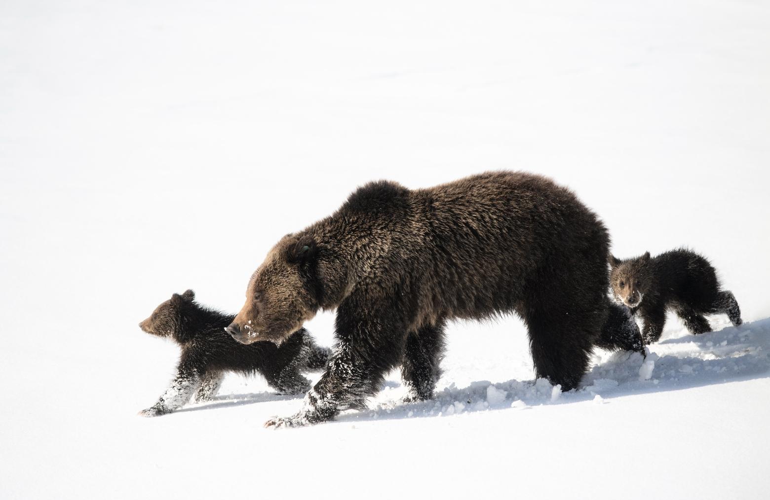 Felicia (863) leads her two cubs of the year through the ice fields surrounding her den site in search of lower elevations with more feeding opportunities. May 2021. Bridger Teton National Forest. Photo by Savannah Rose