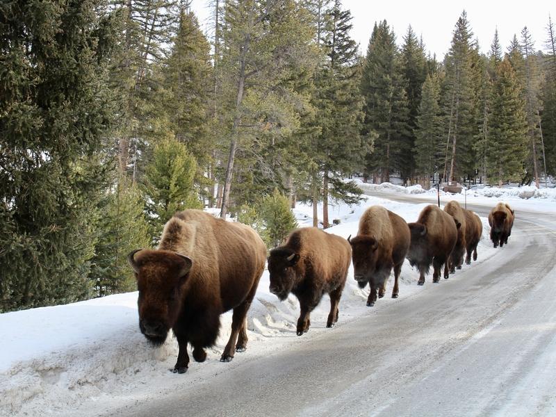 Bison on the move in Yellowstone National Park