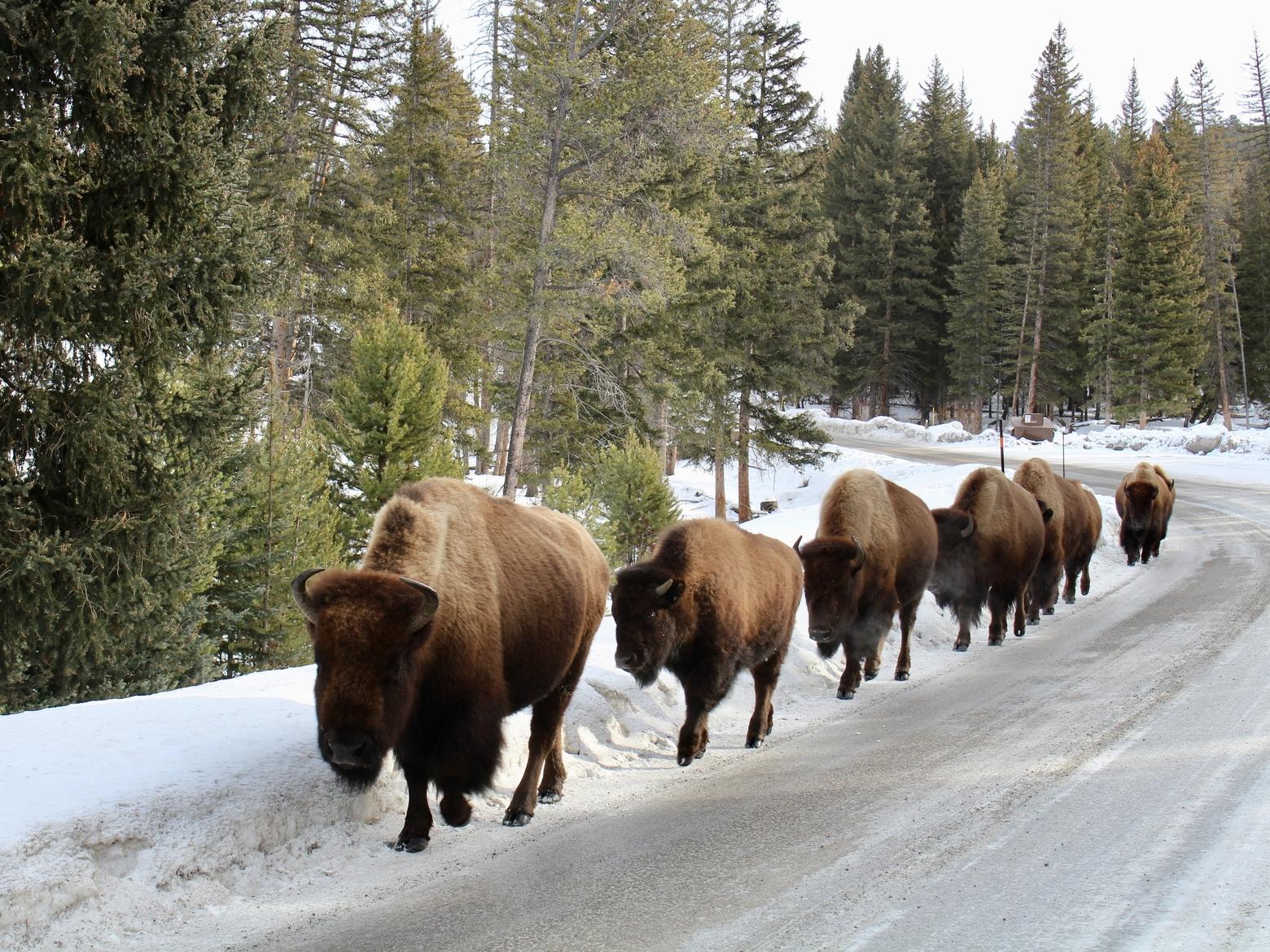 Walk the line: Bison in formation along the road in Yellowstone National Park. The Yellowstone bison are significant to Native American tribes due to their wild nature and pure genetics that have not been inbred with cattle. Photo by Isabel Hicks