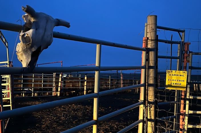 A bison skull sits atop the fence of the bison quarantine pen at the Fort Peck Reservation in February 2024. Photo by Isabel Hicks