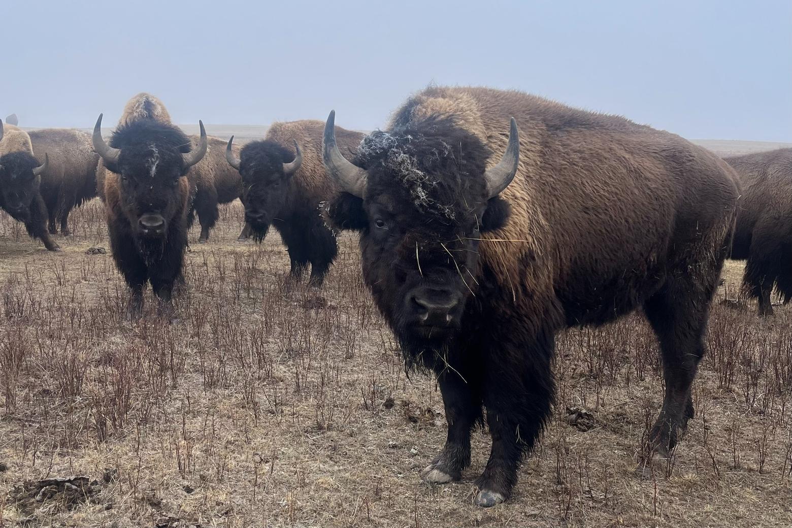 Bison graze on the Fort Peck Reservation in northeast Montana in February 2024. The bison in the cultural herd were transferred from Yellowstone National Park and went through a lengthy quarantine process to prevent the spread of brucellosis. The $3 million grant for the Eastern Shoshone tribe could help expand the program that transfers Yellowstone bison to Native tribes. Photo by Isabel Hicks