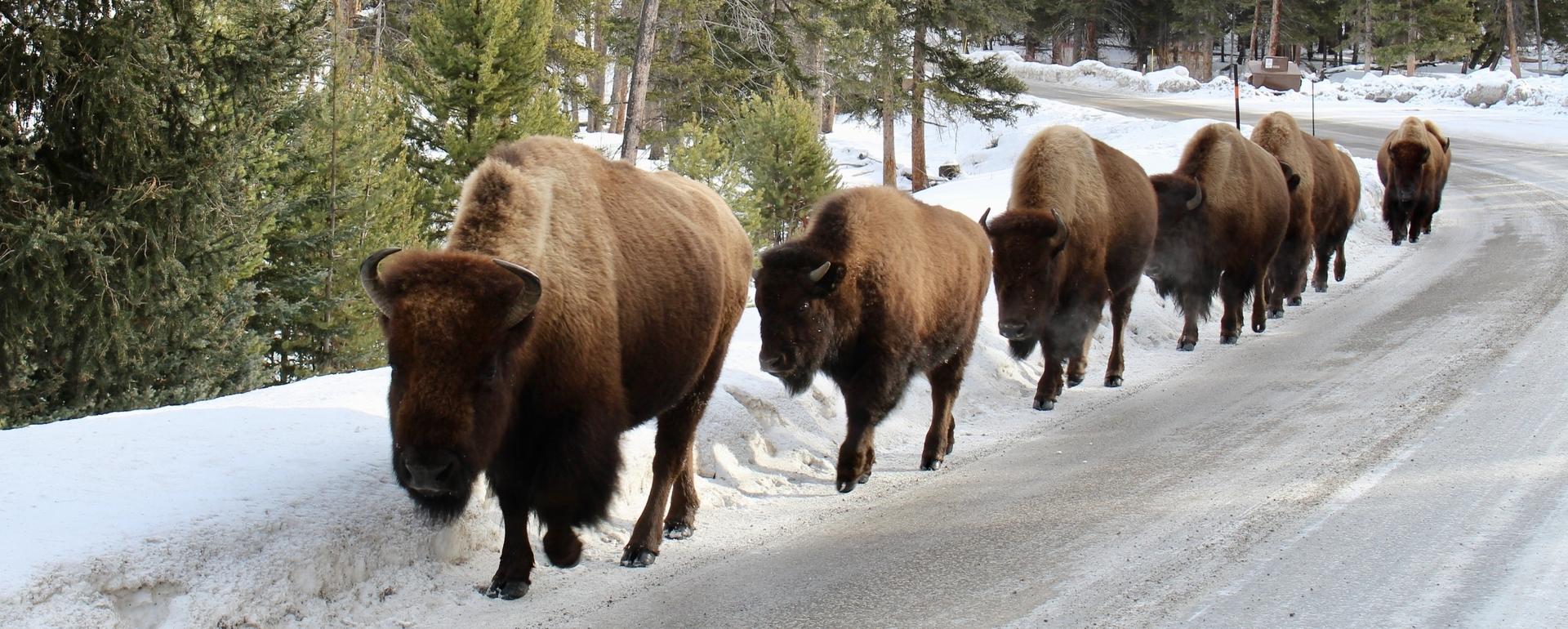 Bison on the move in Yellowstone National Park