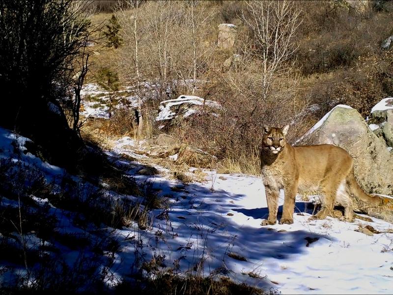 Predators like mountain lions are critical to helping slow spread of diseases like CWD