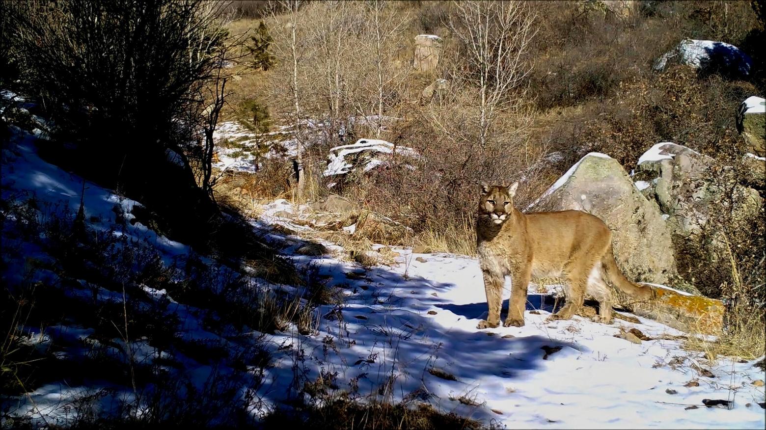 CWD is epidemic and increasing in Wyoming, where trophy hunters annually kill about 350 mountain lions. Photo by David Neils