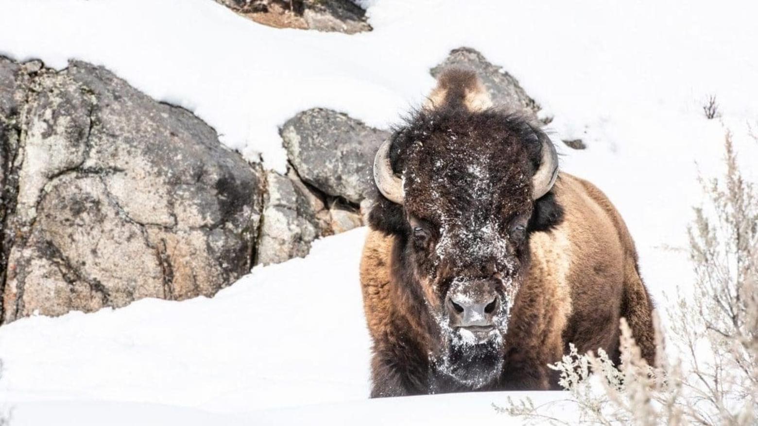 Bison photographed in Yellowstone National Park in January 2020. Photo by Alexis Bonogofsky