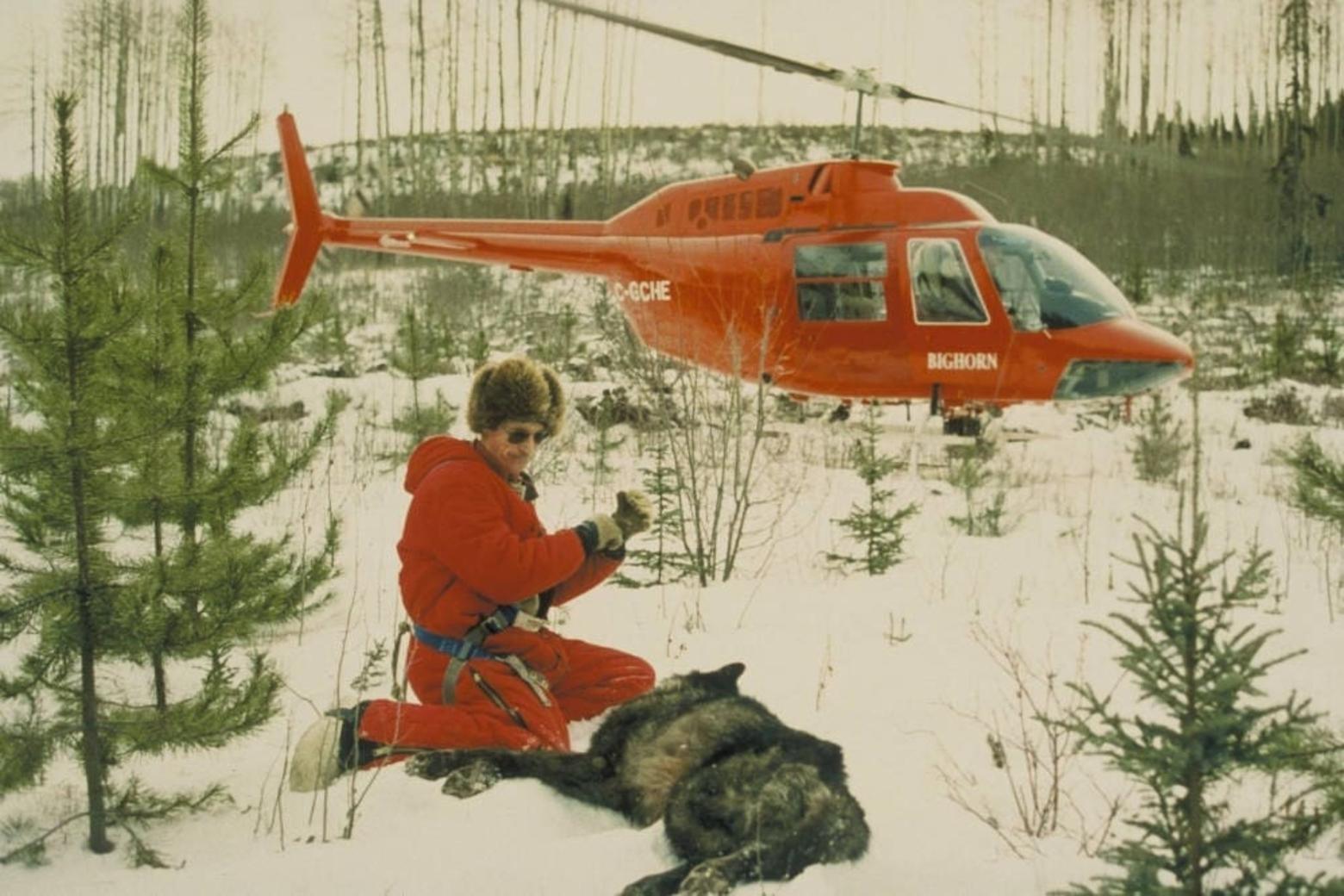 U.S. Fish and Wildlife Service conducted aerial darting operations to tranquilize wolves in Canada that would later be transported to Yellowstone National Park. Photo courtesy USFWS