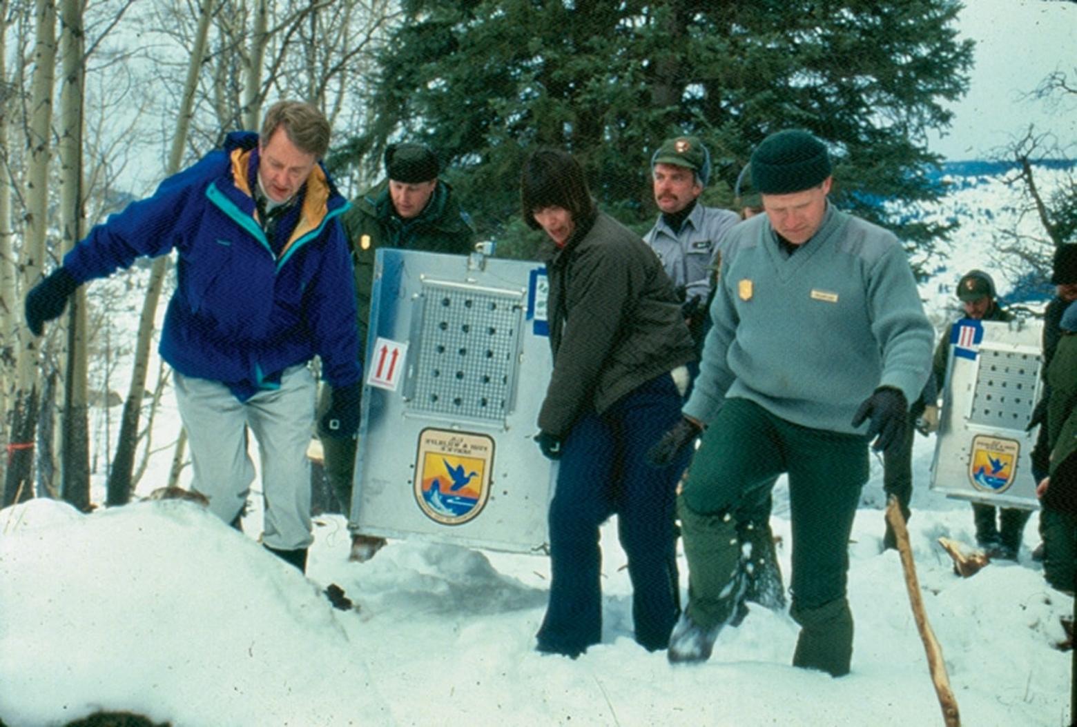 U.S. Interior Secretary Bruce Babbitt, left, and U.S. Fish and Wildlife Service Directory Molly Beattie, third from right, carry a wolf crate into Yellowstone National Park in 1995 alongside Yellowstone National Park biologist Mike Phillips. Photo courtesy NPS