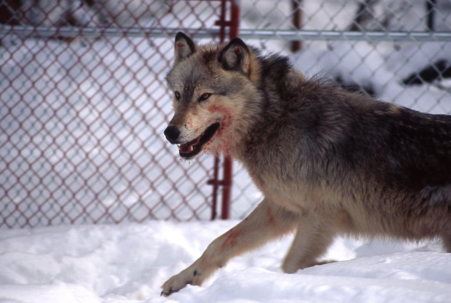 Wolf No. 10 photographed in the Rose Creek pen inside Yellowstone National Park in 1995. Photo by Jim Peaco/NPS