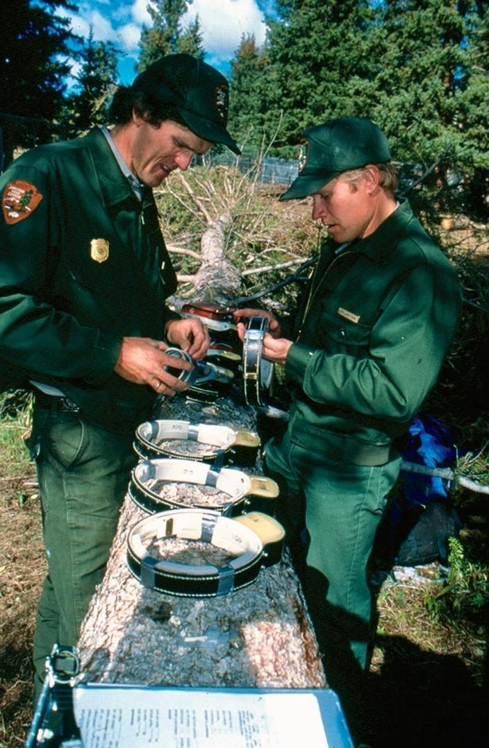 Yellowstone National Park biologists Doug Smith, left, and Mike Phillips process radio collars wildlife managers used to keep track of the introduced wolves’ whereabouts in 1995. Photo courtesy NPS