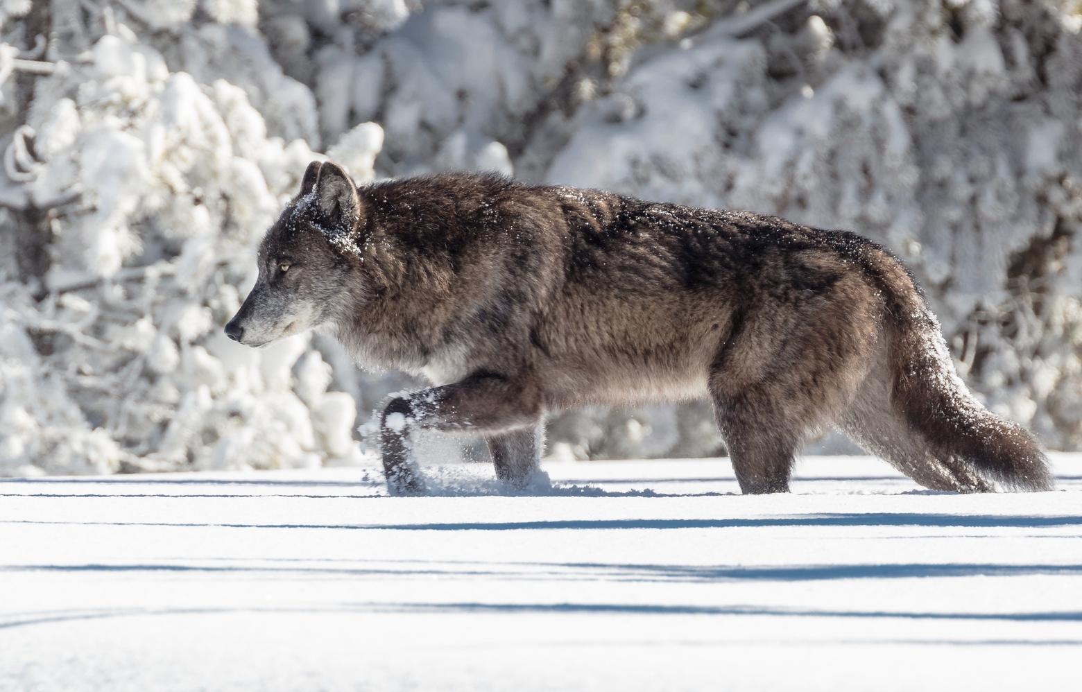 A gray wolf in Yellowstone. Photo by Jacob W. Frank/NPS