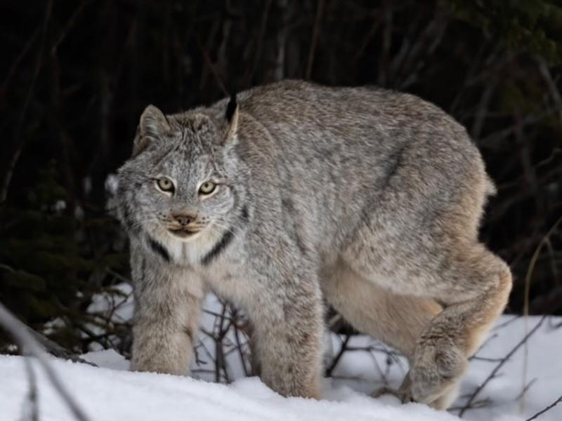 The elusive, nocturnal and threatened Canada lynx