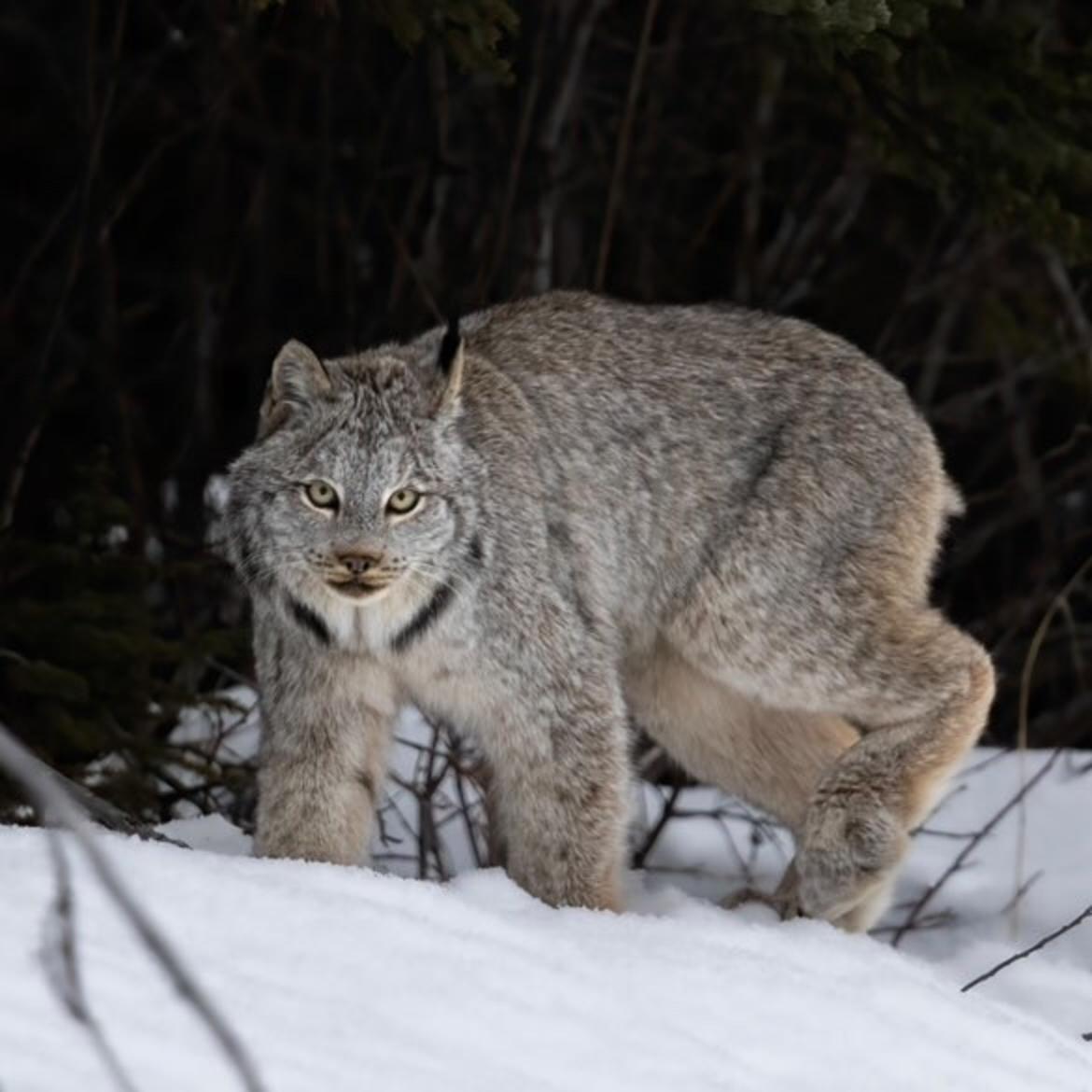 Canada lynx thrive in Alaska and Canada but face daunting challenges in the Lower 48 where global warming, development, logging and road building erode their habitat. Photo by Ben Bluhm